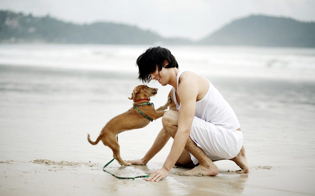 Dog with human at the beach