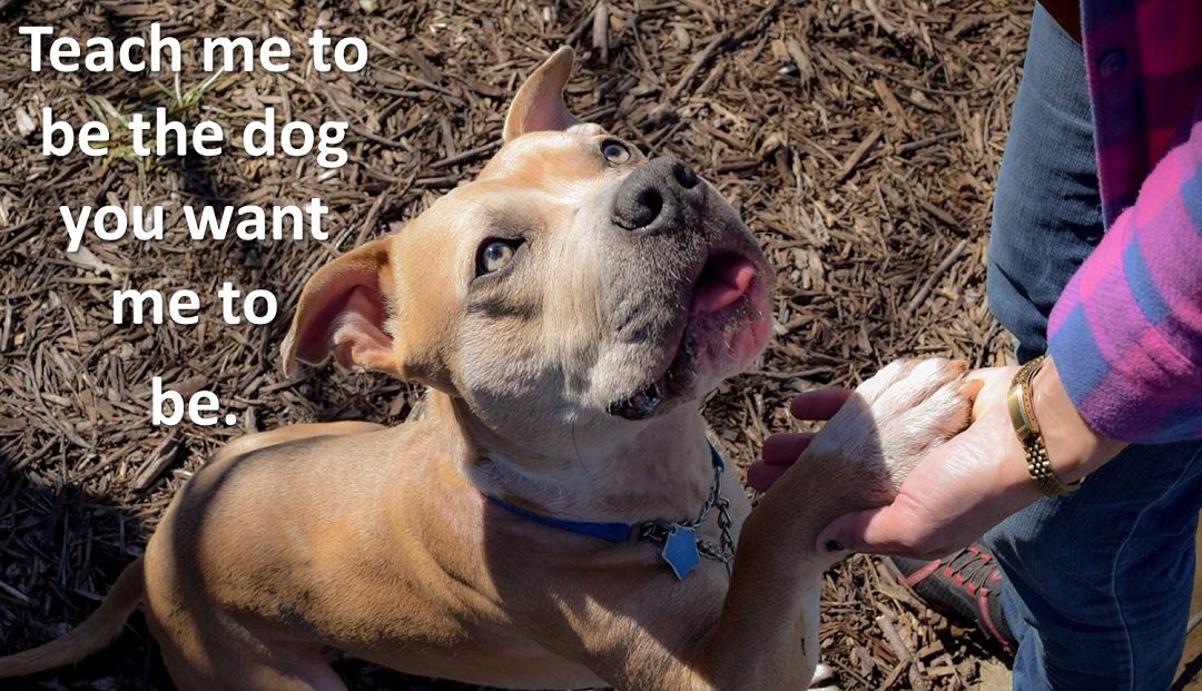 One Mistake That Humans Make That Can Cost A Dog’s Life