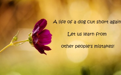A life cut short – lessons to be learned