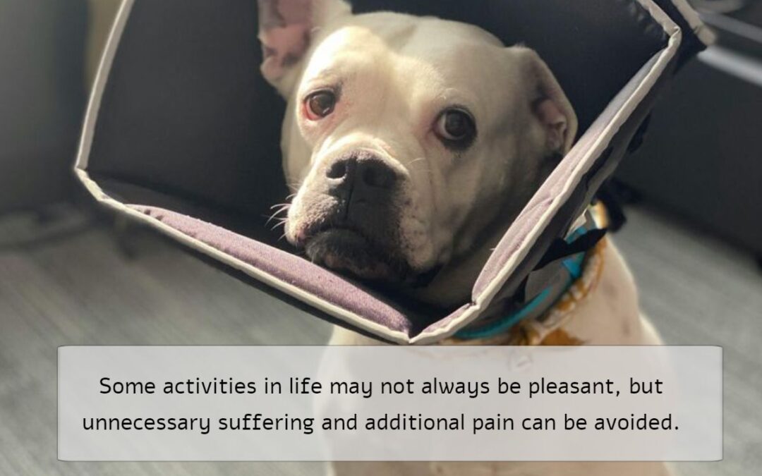 Strengthen the Bond With Your Dog
