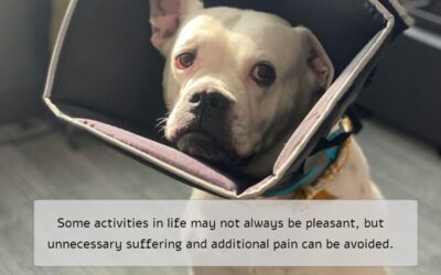 Strengthen the Bond With Your Dog